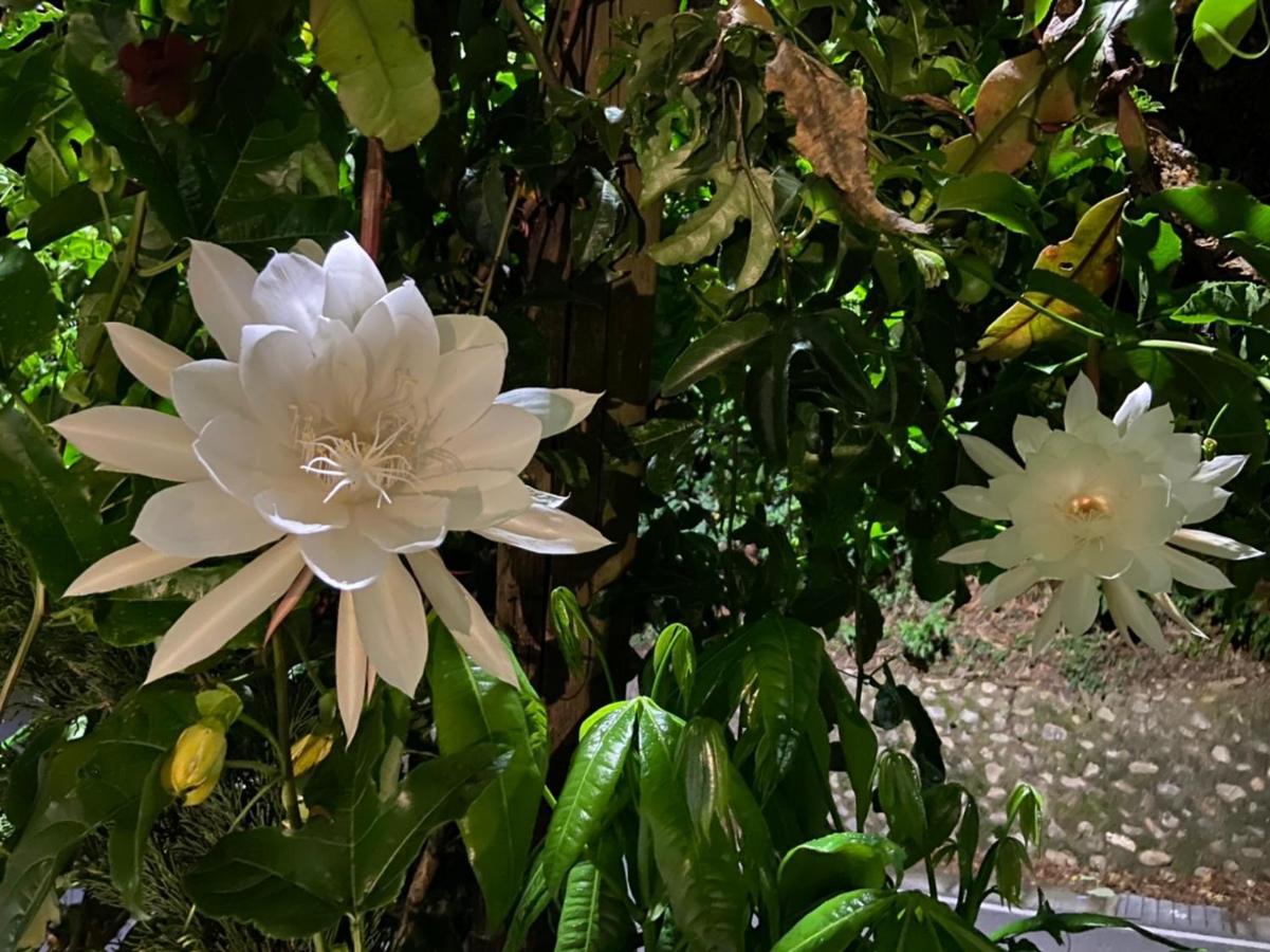 Tian Hsiang Tea B&B Renai Luaran gambar